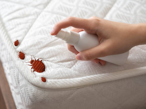 Best Termite Control Services  in Horton, KS