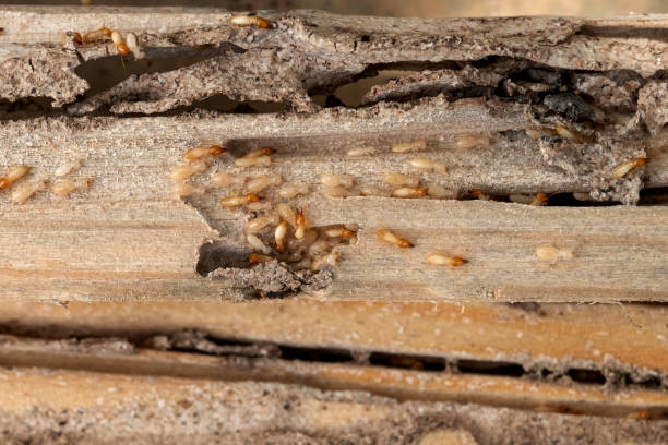 Best Pest Control Near Me  in Horton, KS