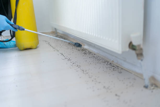 Best Ant Control Services  in Horton, KS